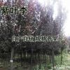紫叶李基地直销供应各种园林景观工程苗规格齐全