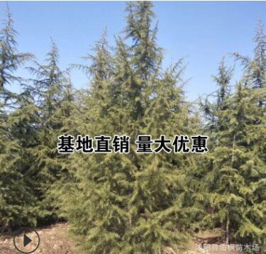 优质雪松 2米-5米规格齐全树形优美常绿树落地冠不拖腿精品雪松树
