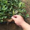 基地直销大棚种植樱桃苗