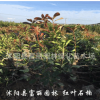 红叶石楠小球基地 红叶石楠小球价格 专卖红叶石楠小毛球