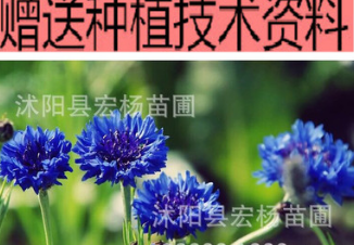 花卉种子 矢车菊种子混色 阳台盆栽蓝色花种 草花种子菊花种子
