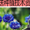 花卉种子 矢车菊种子混色 阳台盆栽蓝色花种 草花种子菊花种子