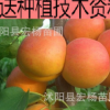 杏子苗大黄蜜杏苗 果树苗 果树苗 果苗