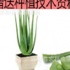 绿植 盆栽芦荟苗 美国库拉索芦荟苗 美容 食用 药用 芦荟叶不含盆