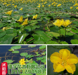 批发优质水生植物 荇菜 净化水质 绿化水体 别名莕菜 绿化造景