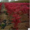 红枫树苗美国日本红舞姬红枫苗三季红中国红枫小苗盆栽地彩叶植物