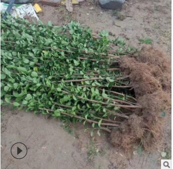 园林植物北海道 护坡绿化大叶黄杨 湿地绿化丛生形露地大叶黄杨