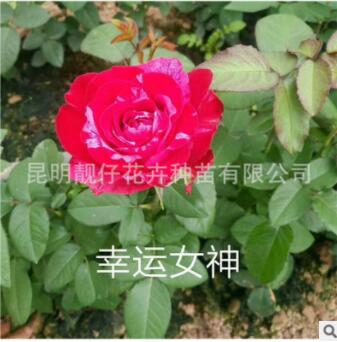 花苗批发月季玫瑰绣球康乃馨 红色花苗 化工程用苗