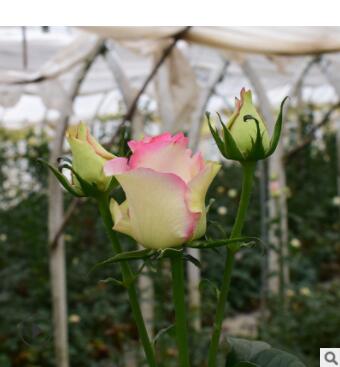 长期销售绿化工程花卉种苗 红袖玫瑰花苗四季开花 现挖现发高存活