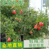 厂家直销石榴盆景 形状优美 庭院工程绿化果树 丛生造型石榴树