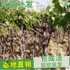 批发树形葡萄小苗各类果树苗品种齐全 庭院盆栽南方北方地栽种植