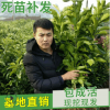山东平邑柚子苗 红心柚 大果柚子树苗 嫁接柚子树苗批发