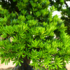批发多种造型日本罗汉松 庭院绿化观赏树木 园艺厂直供