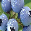 蓝莓苗哪家有，中国山东富玉有富玉苗木合作社常年供应蓝莓苗。