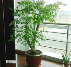 室内大型客厅办公绿植花卉盆栽观叶植物幸福树平安树吸甲醛防雾霾