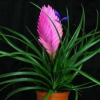铁兰花梨紫花凤稀有品种室内铁兰盆栽净化空气去甲醛花卉绿植