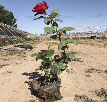 基地月季花 欧月藤本月季 爬藤月季庭院蔷薇玫瑰盆栽花卉月季花卉