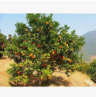 橘子树 基地直销 各种规格 品种齐全