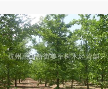 银杏 行道树 基地直销 各种规格 香樟 品种齐全
