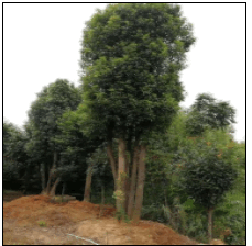 移栽丛生香樟