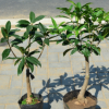 桂花树、出售桂花树、桂花树