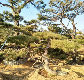 厂家供应油松 规格齐全 山东造型景松 数量多 挑选余地大