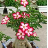 迷你桌面 盆栽花卉 多肉植物 沙漠玫瑰盆栽 四季开花