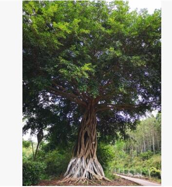根雕树”专利产品 精品全冠小叶榕 造型榕树 景观树