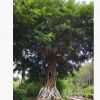 根雕树”专利产品 精品全冠小叶榕 造型榕树 景观树