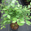 批发蓝莓树苗 优质蓝莓苗 南方果树苗 兔眼蓝莓2年苗确保成活