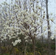 基地热销 优质牛角花 造型特殊 规格齐全 量大优惠