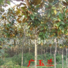 广玉兰