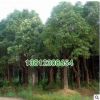 香樟树苗 香樟木基地苗圃直供园林庭院绿化苗木 大叶小叶香樟苗