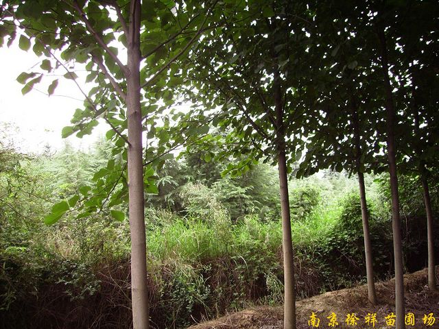 供应白玉兰等多种绿化苗木图2