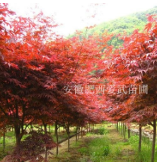 红枫