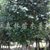 黄槿