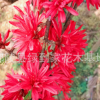 批发新品种观赏桃，红菊花桃小苗，花色深红品种保证，假一陪十！