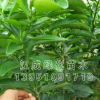 批发果树苗 砂糖橘 南丰蜜桔 沃柑 脐橙 皇帝柑 桔子树苗地栽盆栽