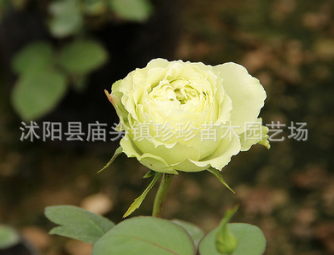 批发绿星月季 大花月季花苗 花期长庭院绿化植物 绿星月季盆栽