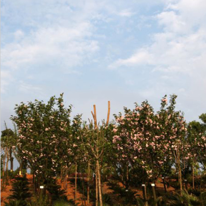 供应樱花树 种植销售 苗木基地供应