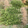 供应八月桂花树苗 金桂树苗批发 量大优惠 价格从优