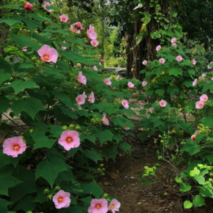 郴州市旭意花卉木芙蓉