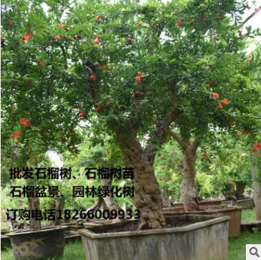 批发石榴树当年结果石榴大树软籽甜石榴绿化苗木景石榴盆景树桩图3