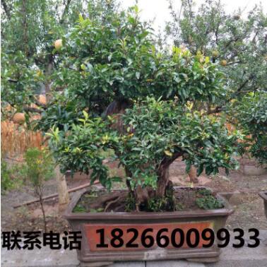 石榴树盆景果树大型花卉盆景下山桩 室内大中型石榴盆景树桩图1