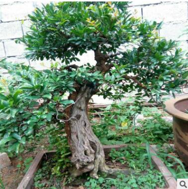 石榴树盆景果树大型花卉盆景下山桩 室内大中型石榴盆景树桩图3