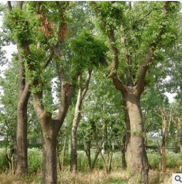 皂角树苗出售1-8公分规格齐全皂角树 道路绿化树木 皂角树苗批发图3