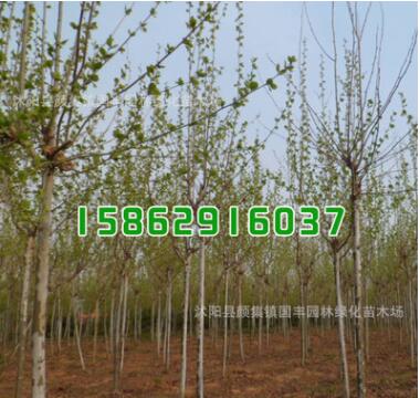 批发绿化工程苗木 法桐树苗 法桐小苗 规格齐全 道路绿化