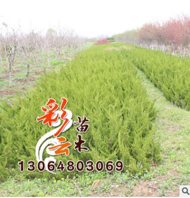 苗圃桧柏苗批发 高50cm 量大优惠 地被绿化图1