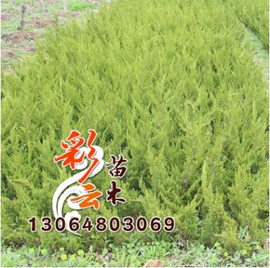 苗圃桧柏苗批发 高50cm 量大优惠 地被绿化图2