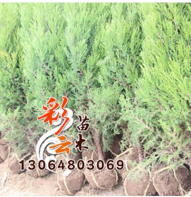 苗圃桧柏苗批发 高50cm 量大优惠 地被绿化图3
